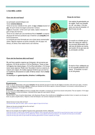 Com són els mol·luscs?
3. ELS MOL·LUSCS
Les principals característiques son:
Tenen simetria bilateral.
Tenen el cos tou i dividit en tres parts el cap, la massa visceral i el
peu. Al cap hi tenen els òrgans sensorials i la boca.
El peu es musculós i el fan servir per nadar, reptar o excavar se-
gons el tipus de mol·lusc.
Tenen el cos cobert per una membrana fina el mantell. La majoria
de grups de mol·luscs produeix cap a l’exterior una conquilla amb
funció protectora.
La conquilla pot estar formada per una o dues peces anomenades
valves. Algunes especies no tenen conquilla, com els pops i els
llimacs, en altres s’han reduït molt o son internes.
Com són les funcions dels mol·luscs?
Els mol·luscs aquàtics respiren per brànquies i els terrestres per
pulmons. n’hi ha de carnívors i n’hi ha d'herbívors. Tenen un apa-
rell digestiu ben desenvolupat. n’hi ha d'hermafrodites i n’hi ha que
tenen sexes separats. Poden tenir fecundació interna o externa, la
majoria són ovípars. En moltes especies l'embrió que surt de l’ou
es transforma directament en adult. D’altres neixen i fan la meta-
morfosis.
Es classifiquen en gasteròpodes, bivalves i cefalòpodes.
Els gasteròpodes
Tenen un cap ven desenvolupat. amb quatre tentacles. Als dos tentacles mes grans hi tenen els ulls. El peu es musculós i el fan servir per reptar. A la boca
tenen una espècie de dents petites (ràdula). L’utilitzen per alimentar-se. Els marins respiren a treves de brànquies i es terrestres a treves de pulmons. La
majoria son herbívors i n’hi ha alguns de carnívors.
Els bivalves
El nom prové de les dues valves que forma la conquilla. Estan articulades i es tanquen per l'acció d’uns músculs molt potents. Tots son aquàtics i n’hi ha algun
de marí. Respiren a treves de brànquies i s'alimentés filtrant aigua de la qual retenen l’aliment.
Els cefalòpodes
Tots son marins. Tenen el cap ben desenvolupat amb ulls grossos. Els peus s’han transformat en tentacles que envolten la bocs. La majoria com els pops no
tenen una petita conquilla interna. Respiren a treves de brànquies i son carnívors mitjançant els tentacles.
Grups de mol·luscs
Quines funcions té el peu dels mol·luscs?
Les funcions dels peus son nedar, reptar o excavar segons el tipus de mol·luscs.
Quines son les parts principals del cos d’un mol·lusc?
El cap, la massa visceral i el pau.
Busca en els conceptes clau el significat d’aquests temes: gasteròpode, bivalves, cefalòpodes
Grup de mol·luscs, la majoria amb conquilla en forma d’espiral i amb un peu gran de la part ventral del cos que els permet reptar com els cargols
Grup de mol·luscs que no presenen unn cap diferenciat. Tenen un peu aplanat amb forma de destral i una conquilla amb dues peces articulades.
Grup de mol·luscs que tenen el cap envoltat de tentacles, generalment no tenen conquilla com el pop.
Una espècie de gasteròpodes son
els cargols. Tenen una conquilla
es a dir una closca. A la cara
tenen una mena de tentacles i al
final hi tenen els ulls.
Un musclo és un bivalve que viu
fixat a les roques per mitjà d’u-
nes secrecions filamentoses. Gai-
rebé tots els bivalves son marins,
però també n’hi ha que viuen als
riu, als bassals o als llacs.
El nàutil es l'únic cefalòpode que
te una conquilla protectora (una
closca). Te tentacles i es marí i
te uns ulls grossos.
 