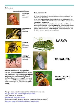 Com són els insectes
Els insectes
Es el grup d’artròpodes més nombrós. Els insectes s’han desenvolupat i s’han
adaptat a tots els ambients.
Al cap tenen ulls compostos, dos o tres ocels i un parell d’antenes que
els serveixen d’olfacte i tàctils. L’estructura de la boca és molt variada
i depèn de l’alimentació.
Tenen tres parells de potes articulades i en general un parell d’ales.
Respiren per tràquees. Tenen sexes separats i moltes vegades el mas-
cle es diferent de la femella. Tenen fecundació interna i són ovípars.
De l’ou neix una larva que fa metamorfosi. Poden passar per una fase
larvària o dos com es el cas de les papallones.
Aparells bucals dels insectes
FORMIGA
Boca
mastegadora
PAPALLONA
Boca
xucladora
ABELLA
Boca
Mastegadora i
Xucladora.
La metamorfosi de la papallona:
De cada ou, una larva anomenada eruga.
L’eruga després d’un període de madura-
ció, passa per una fase de nimfa, en la
qual s’embolcalla en un capoll, que rep el
nom de crisàlide i experimenta un seguit
de canvis fins que es converteix en papa-
llona.
Per què creus que els insectes també s’anomenen hexàpodes?
Per que tenen tres parells de potes articulades.
Com respiren els insectes?
Respiren per mitjà de tràquees.
Quins dels animals següents també es consideren insectes socials?
Llagostes, pugons, i escarabats de cuina o paneroles.
MOSQUIT
Boca picadora i
xucladora
LARVA
CRISÀLIDA
PAPALLONA
ADULTA
 
