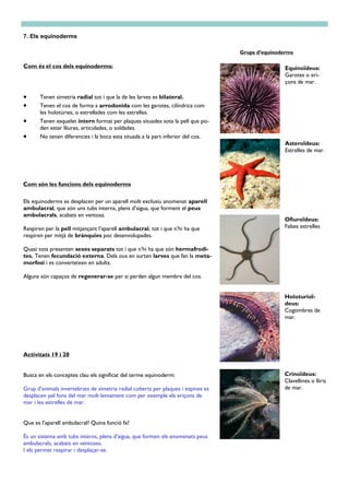 Com és el cos dels equinoderms:
7. Els equinoderms
 Tenen simetria radial tot i que la de les larves es bilateral.
 Tenen el cos de forma a arrodonida com les garotes, cilíndrica com
les holotúries, o estrellades com les estrelles.
 Tenen esquelet intern format per plaques situades sota la pell que po-
den estar lliures, articulades, o soldades.
 No tenen diferencies i la boca esta situada a la part inferior del cos.
Com són les funcions dels equinoderms
Els equinoderms es desplacen per un aparell molt exclusiu anomenat aparell
ambulacral, que són uns tubs interns, plens d’aigua, que forment el peus
ambulacrals, acabats en ventosa.
Respiren per la pell mitjançant l’aparell ambulacral, tot i que n’hi ha que
respiren per mitjà de brànquies poc desenvolupades.
Quasi tots presenten sexes separats tot i que n’hi ha que són hermafrodi-
tes. Tenen fecundació externa. Dels ous en surten larves que fan la meta-
morfosi i es converteixen en adults.
Alguns són capaços de regenerar-se per si perden algun membre del cos.
Grups d’equinoderms
Asteroïdeus:
Estrelles de mar.
Activitats 19 i 20
Busca en els conceptes clau els significat del terme equinoderm:
Grup d’animals invertebrats de simetria radial coberts per plaques i espines es
desplacen pel fons del mar molt lentament com per exemple els eriçons de
mar i les estrelles de mar.
Que es l’aparell ambulacral? Quina funció fa?
És un sistema amb tubs interns, plens d’aigua, que formen els anomenats peus
ambulacrals, acabats en ventoses.
I els permet respirar i desplaçar-se.
Equinoïdeus:
Garotes o eri-
çons de mar.
Ofiuroïdeus:
Falses estrelles
Holoturioï-
deus:
Cogombres de
mar.
Crinoïdeus:
Clavellines o lliris
de mar.
 