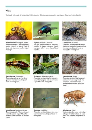 A fons
Explica la informació de la classificació dels insectes. (Elimina aquestes paraules quan hagueu d’escriure la introducció).
Himenòpters: Formigues, Abelles...
Tenen dos parells d’ales membrano-
ses tot i que n’hi ha que no. L’aparell
bucal està adaptat per xuclar, llepar i
mossegar.
Dípters: Mosques i mosquits.
Dos ales membranoses, les posteriors
reduïdes als òrgans, mantenen l'equili-
bren quan volen. I tenen l’aparell bucal
xuclador.
Coleòpters: Escarabats.
Tenen dos parells d’ales. Les anteri-
ors dures i gruixudes i les posteriors
membranoses. L’aparell bucal és
mossegador i mastegador.
Dermàpters: Estisoretes.
Tenen ales molt curtes i les altres
grosses i membranoses. L’aparell
bucal es mastegador.
Ortòpters: Saltamartins, grills.
Tenen dos parella d’ales, les anteriors
endurides i plegades sota les primeres.
L’aparell bucal és mastegador.
Heteròpters: Xinxes.
Tenen dos parells d’ales. Les anteri-
ors tenen una part engruixida i les
posteriors son membranoses. La
boca està adaptada per perforar i
xuclar.
Lepidòpters: Papallones i arnes.
Tenen dos parells d’ales membrano-
ses amb escates. L’aparell bucal és
xuclador, i està enrotllat en estat de
repòs.
Odonats: Libèl·lules.
Tenen dos parells d’ales estretes gros-
ses i membranoses. L’aparell bucal és
mastegador
Sifonàpters: Puces.
No tenen ales. Les potes estàn adap-
tades per fer salts. La boca és xucla-
dora i està adaptada per perforar la
pell.
 