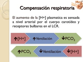 Compensación respiratoria <ul><li>El aumento de la  [H+] plasmatica es sensada a nivel arterial por el cuerpo carotídeo y ...