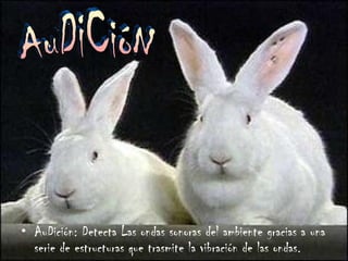AuDición: Detecta Las ondas sonoras del ambiente gracias a una serie de estructuras que trasmite la vibración de las ondas. AuDiCióN 