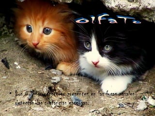 Los Quimiorreceptores presentes en las fosas nasales detectan las sustancias gaseosas. OlFaTo 