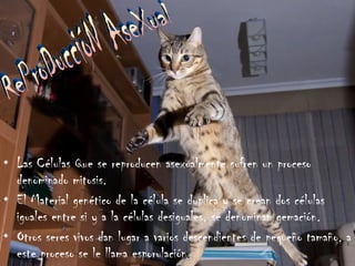 Las Células Que se reproducen asexualmente sufren un proceso denominado mitosis. El Material genético de la célula se duplica y se crean dos células iguales entre si y a la células desiguales, se denominan gemación. Otros seres vivos dan lugar a varios descendientes de pequeño tamaño, a este proceso se le llama esporulación . ReProDuccióN AseXual 