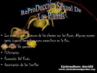 Los órganos reproductores de las plantas son las flores. Algunas poseen tanto órganos femeninos como masculinos en la flor. Formación De gametos  Polinización Formación Del Fruto Germinación de las Semillas ReProDucción Sexual De Las Plantas 