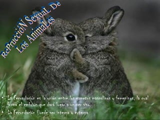 La Fecundación es la unión entre los gametos masculinos y femeninos, la cual forma el embrión que dará lugar a un ser vivo. La Fecundación Puede ser interna o externa RePruccióN SexuaL De  Los AnimaLes 