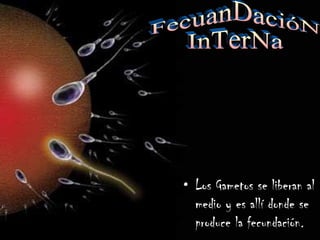 Los Gametos se liberan al medio y es allí donde se produce la fecundación. FecuanDacióN  InTerNa 