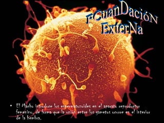 El Macho introduce los espermatozoides en el aparato reproductor femenino, de forma que la unión entre los gametos ocurre en el interior de la hembra. FCuanDacióN  ExterNa 