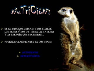 Es el proceso mediante los cuales los seres vivos obtienen la materia y la energía que necesitan… Podemos clasificarse en Dos Tipos: Autótrofos Heterótrofos NuTriCióN! 