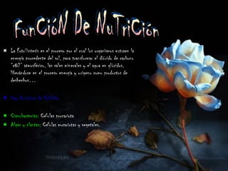 La FotoSintesis es el proceso por el cual los organismos extraen la energía procedente del sol, para transformar el dióxido de carbono “cO2” atmosférico, las sales minerales y el agua en glúcidos, liberándose en el proceso energía y oxigeno como productos de deshechos… Hay Dos tipos de Células; Cianobacterias:  Células procariota Algas y plantas;  Células eucariotas y vegetales.  FunCióN De NuTriCión 