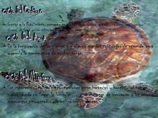 Gracias a la FotoSintesis, presente en el dióxido  de carbono se incorpora a compuestos orgánicos “ Glucosa” de forma que se utiliza por el resto de los seres vivos. Es la traspiración de las plantas que elimina grandes cantidades de vapor de agua y regula la temperatura de muchas zonas… Son capaces de realizar estas reacciones estas bacterias y hongos. Habitan en suelos, donde no llegan la luz solar… y se encargan de incorporar a los mismos compuestos nitrogenados que utilizaran las plantas. CiClo Del CarBonO CiClo DeL AguA CiClo DeL NiTroGeno 