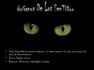 Vista: Capacidad de apreciar imágenes. Se captan gracias a los ojos, que poseen dos tipos de fotorreceptores: Conos: Captan colores Bastones: Diferencian instesidades lumínicas. ÓrGanos De Los SenTiDos 