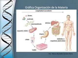 Gráfica Organización de la Materia
Por: Marco Numidio Carrero Parra
 