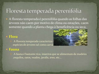  Embora predominem as árvores, existem também arbustos e plantas herbáceas. 