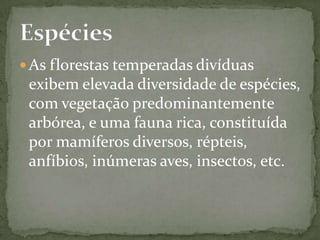 A cobertura vegetal pode apresentar até quatro estratos, desde grandes árvores até plantas rasteiras             A vegetação