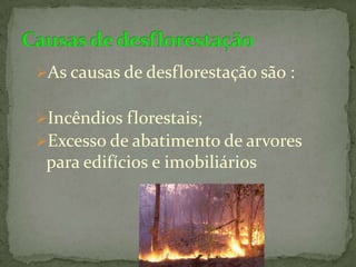 A floresta temperada diz-se divídua ou caducifólia quando as suas árvores perdem as folhas periodicamente . A queda das folhas está associada a uma adaptação das plantas na defesa contra a seca fisiológica. Floresta temperada decidia ou caducifólia
