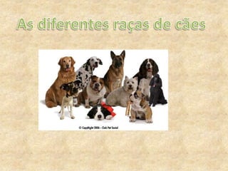 As diferentes raças de cães 