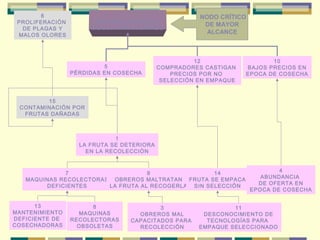 2
MENORES INGRESOS
DE LOS AGRICULTORES

6
PROLIFERACIÓN
DE PLAGAS Y
MALOS OLORES

5
PÉRDIDAS EN COSECHA

NODO CRÍTICO
DE MAYOR
ALCANCE

12
COMPRADORES CASTIGAN
PRECIOS POR NO
SELECCIÓN EN EMPAQUE

10
BAJOS PRECIOS EN
EPOCA DE COSECHA

15
CONTAMINACIÓN POR
FRUTAS DAÑADAS

1
LA FRUTA SE DETERIORA
EN LA RECOLECCIÓN

7
9
14
MAQUINAS RECOLECTORAS OBREROS MALTRATAN FRUTA SE EMPACA
DEFICIENTES
LA FRUTA AL RECOGERLA SIN SELECCIÓN
13
MANTENIMIENTO
DEFICIENTE DE
COSECHADORAS

8
MAQUINAS
RECOLECTORAS
OBSOLETAS

3
OBREROS MAL
CAPACITADOS PARA
RECOLECCIÓN

4
ABUNDANCIA
DE OFERTA EN
EPOCA DE COSECHA

11
DESCONOCIMIENTO DE
TECNOLOGÍAS PARA
EMPAQUE SELECCIONADO

 