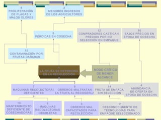 6
PROLIFERACIÓN
DE PLAGAS Y
MALOS OLORES

2
MENORES INGRESOS
DE LOS AGRICULTORES

5
PÉRDIDAS EN COSECHA

12
COMPRADORES CASTIGAN
PRECIOS POR NO
SELECCIÓN EN EMPAQUE

10
BAJOS PRECIOS EN
EPOCA DE COSECHA

15
CONTAMINACIÓN POR
FRUTAS DAÑADAS

1
LA FRUTA SE DETERIORA
EN LA RECOLECCIÓN

NODO CRÍTICO
DE MENOR
ALCANCE

7
9
14
MAQUINAS RECOLECTORAS OBREROS MALTRATAN FRUTA SE EMPACA
DEFICIENTES
LA FRUTA AL RECOGERLA SIN SELECCIÓN
13
MANTENIMIENTO
DEFICIENTE DE
COSECHADORAS

8
MAQUINAS
RECOLECTORAS
OBSOLETAS

3
OBREROS MAL
CAPACITADOS PARA
RECOLECCIÓN

4
ABUNDANCIA
DE OFERTA EN
EPOCA DE COSECHA

11
DESCONOCIMIENTO DE
TECNOLOGÍAS PARA
EMPAQUE SELECCIONADO

 