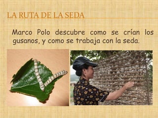 Marco Polo descubre como se crían los
gusanos, y como se trabaja con la seda.
 