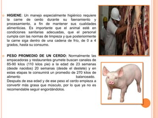    HIGIENE: Un manejo especialmente higiénico requiere
    la carne de cerdo durante su faenamiento y
    procesamiento, a fin de mantener sus cualidades
    alimenticias. Es importante que el animal esté en
    condiciones sanitarias adecuadas, que el personal
    cumpla con las normas de limpieza y que posteriormente
    la carne siga dentro de una cadena de frío, de 0 a 4
    grados, hasta su consumo.


   PESO PROMEDIO DE UN CERDO: Normalmente las
    empacadoras y restaurantes grumete buscan canales de
    85-90 kilos (110 kilos pie) a la edad de 23 semanas
    (desde nacidos) 20 semanas (desde el destete) y en
    estas etapas te consumirá un promedio de 270 kilos de
    alimento                                 balanceado.
    Después de esa edad y de ese peso el cerdo empieza a
    convertir más grasa que músculo, por lo que ya no es
    recomendable seguir engordándolos.
 