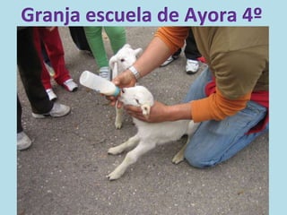 Granja escuela de Ayora 4º
 
