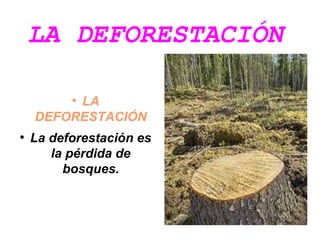 LA DEFORESTACIÓN
LA
DEFORESTACIÓN
●

●

La deforestación es
la pérdida de
bosques.

 