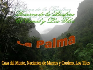 Reserva de la Biosfera El Canal y Los Tilos La Palma Casa del Monte, Nacientes de Marcos y Cordero, Los Tilos 