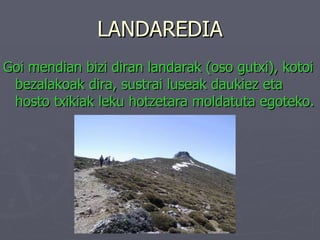 LANDAREDIA Goi mendian bizi diran landarak (oso gutxi), kotoi bezalakoak dira, sustrai luseak daukiez eta hosto txikiak leku hotzetara moldatuta egoteko. 