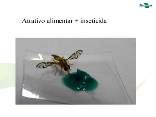 Atrativo alimentar + inseticida  