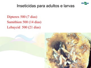 Inseticidas para adultos e larvas 
Dipterex 500 (7 dias) 
Sumithion 500 (14 dias) 
Lebaycid 500 (21 dias)  