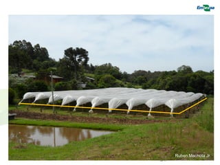 28 
Ruben Machota Jr.  