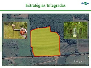 Estratégias Integradas  