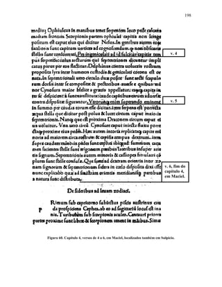 198
Figura 60. Capítulo 4, versos de 4 a 6, em Maciel, localizados também em Sulpicio.
v. 4
v. 5
v. 6, fim do
capítulo 4,
em Maciel.
 