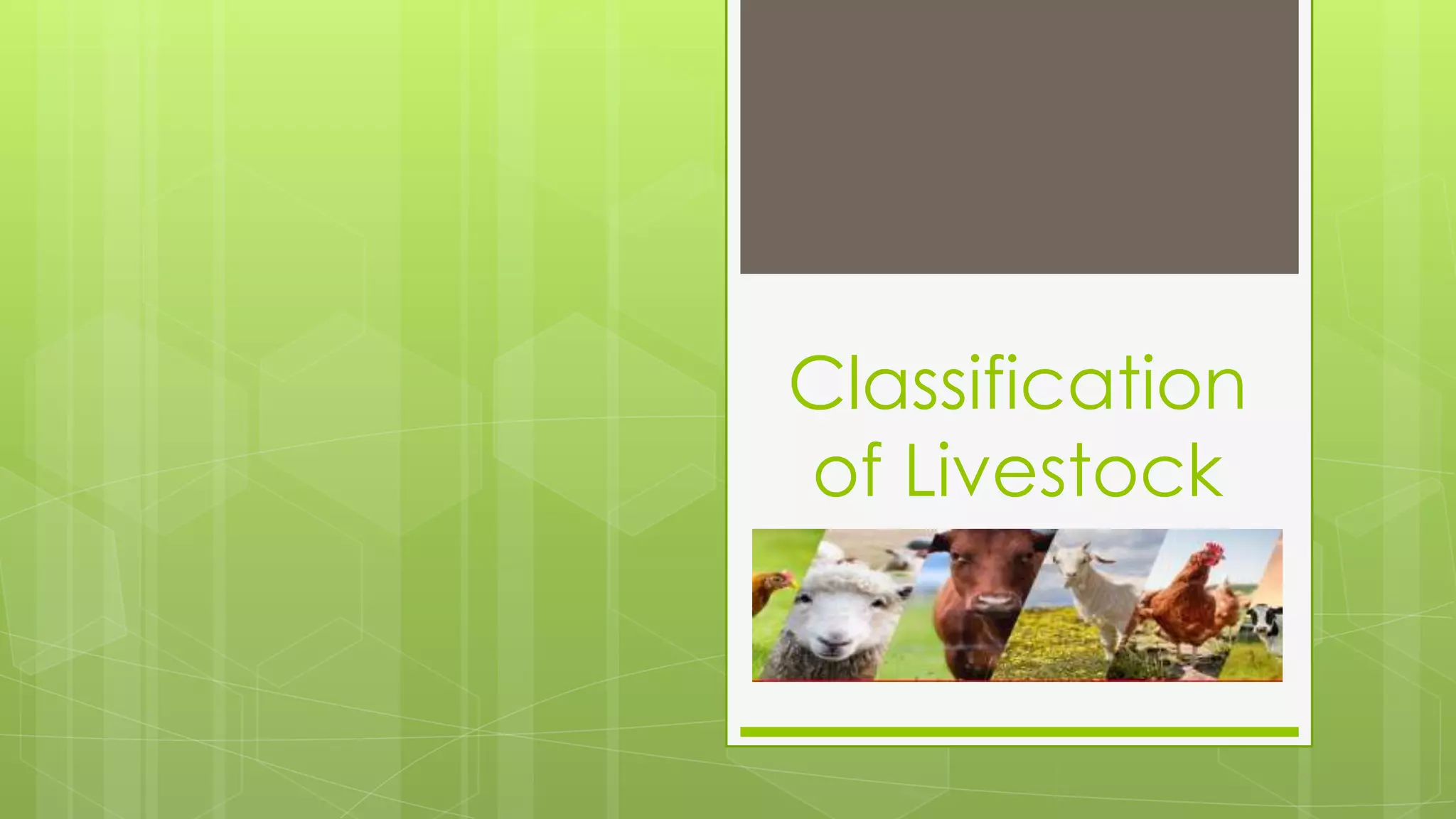 Marcos choc Classification of livestock.pptx