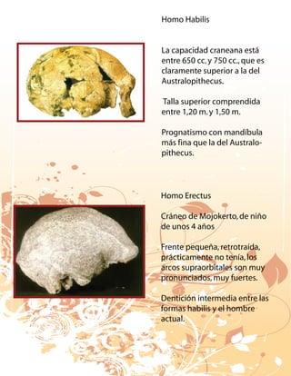 Homo Habilis


La capacidad craneana está
entre 650 cc. y 750 cc., que es
claramente superior a la del
Australopithecus.

Talla superior comprendida
entre 1,20 m. y 1,50 m.

Prognatismo con mandíbula
más fina que la del Australo-
pithecus.




Homo Erectus

Cráneo de Mojokerto, de niño
de unos 4 años

Frente pequeña, retrotraída,
prácticamente no tenía, los
arcos supraorbitales son muy
pronunciados, muy fuertes.

Dentición intermedia entre las
formas habilis y el hombre
actual.
 
