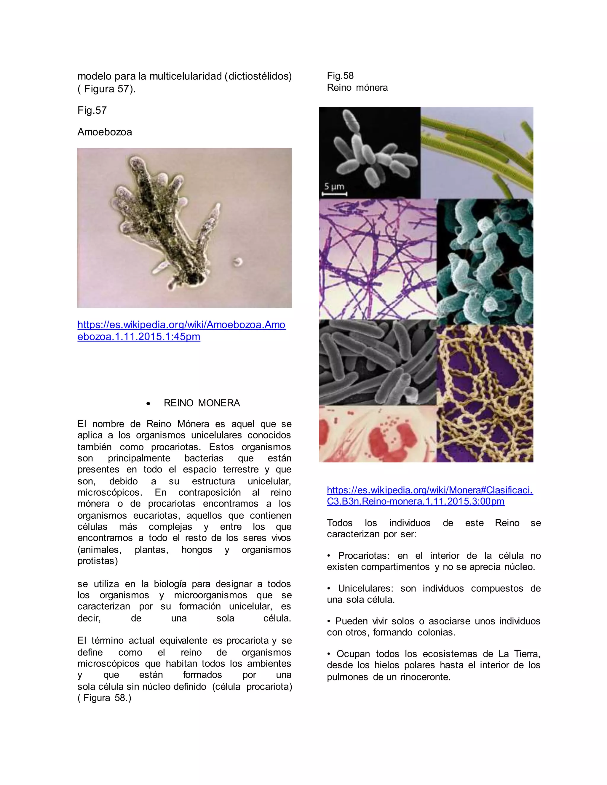 Marco teorico Citologia | DOCX