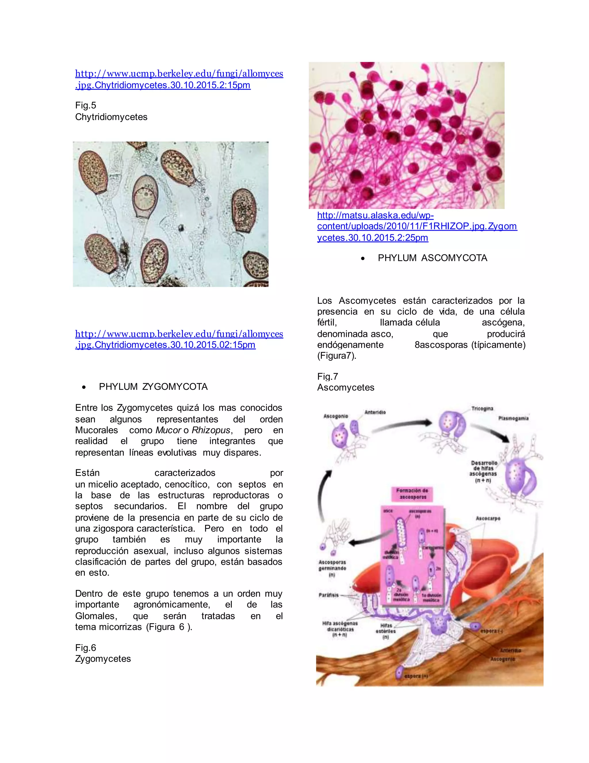 Marco teorico Citologia | DOCX