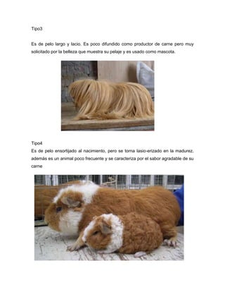 Tipo3
Es de pelo largo y lacio. Es poco difundido como productor de carne pero muy
solicitado por la belleza que muestra su pelaje y es usado como mascota.
Tipo4
Es de pelo ensortijado al nacimiento, pero se torna lasio-erizado en la madurez.
además es un animal poco frecuente y se caracteriza por el sabor agradable de su
carne
 