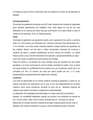 el manejo ya que el único movimiento que se realiza es el retiro de los gazapos al
destete.
Periodo gestación.
El período de gestación promedio es de 67 días, teniendo las madres la capacidad
para soportar gestaciones de múltiples crías. Esta etapa es una de las mas
delicadas de la crianza por tanto hay que suministrar una buena dieta y evitar el
estrés en las hembras. Foto 14. Reproductoras.
Parto
Concluida la gestación se presenta el parto, por lo general en la noche. y demora
entre 10 y 30 minutos con intervalos de 7 minutos entre las crías (fluctuación de 1
a 16 minutos). Las crías nacen maduras debido al largo período de gestación de
las madres. Nacen con los ojos y oídos funcionales, provistos de incisivos y
cubierto de pelos y pueden desplazarse al poco tiempo de nacidas. La madre
limpia y lame a sus crías favoreciendo la circulación y proporcionándoles su calor.
Las crías inician su lactancia al poco tiempo de nacidas.
Parto El número y el tamaño de crías nacidas varía de acuerdo con las líneas
genéticas y el nivel nutricional al cual ha estado sometida la madre. Con el parto
se puede evaluar la prolificidad de las madres que, por lo general, tienen de 4 a 5
camadas por año. El número de crías por parto puede ser de I a 6 crías,
presentándose excepcionalmente hasta 8 por camada.
Lactancia
Las crías se desarrollan en el vientre materno durante la gestación y nacen en un
estado avanzado de maduración por lo que no son tan dependientes de la leche
materna como otros mamíferos. Durante el inicio de su lactancia dispone de
calostro para darle inmunidad y resistencia a enfermedades.
La utilización de la gazapera permite lograr un mayor peso de la camada al
destete, La mortalidad registrada cuando se provee a los lactantes de cercas es
de 7,14 por ciento, valor mucho menor al alcanzado en crianzas sin cercas.
Mejorando el manejo durante la lactancia se logra mejores pesos de las crías al
destete y las madres mantienen su peso o tienen pérdidas de peso menores.
 