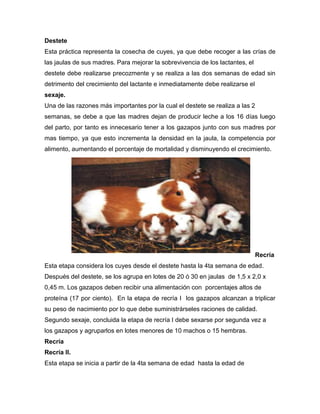 Destete
Esta práctica representa la cosecha de cuyes, ya que debe recoger a las crías de
las jaulas de sus madres. Para mejorar la sobrevivencia de los lactantes, el
destete debe realizarse precozmente y se realiza a las dos semanas de edad sin
detrimento del crecimiento del lactante e inmediatamente debe realizarse el
sexaje.
Una de las razones más importantes por la cual el destete se realiza a las 2
semanas, se debe a que las madres dejan de producir leche a los 16 días luego
del parto, por tanto es innecesario tener a los gazapos junto con sus madres por
mas tiempo, ya que esto incrementa la densidad en la jaula, la competencia por
alimento, aumentando el porcentaje de mortalidad y disminuyendo el crecimiento.
Recría
Esta etapa considera los cuyes desde el destete hasta la 4ta semana de edad.
Después del destete, se los agrupa en lotes de 20 ó 30 en jaulas de 1,5 x 2,0 x
0,45 m. Los gazapos deben recibir una alimentación con porcentajes altos de
proteína (17 por ciento). En la etapa de recría I los gazapos alcanzan a triplicar
su peso de nacimiento por lo que debe suministrárseles raciones de calidad.
Segundo sexaje, concluida la etapa de recría I debe sexarse por segunda vez a
los gazapos y agruparlos en lotes menores de 10 machos o 15 hembras.
Recría
Recría II.
Esta etapa se inicia a partir de la 4ta semana de edad hasta la edad de
 