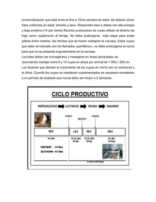 comercialización que está entre la 9na o 10ma semana de edad. Se deberá ubicar
lotes uniformes en edad, tamaño y sexo. Responden bien a dietas con alta energía
y baja proteína (14 por ciento) Muchos productores de cuyes utilizan el afrecho de
trigo como suplemento al forraje. No debe prolongarse esta etapa para evitar
peleas entre machos, las heridas que se hacen malogran la carcaza. Estos cuyes
que salen al mercado son los llamados «parrilleros»; no debe prolongarse la recría
para que no se presente engrosamiento en la carcaza.
Los lotes deben ser homogéneos y manejarse en áreas apropiadas; se
recomienda manejar entre 8 y 10 cuyes en áreas por animal de 1 000-1 250 cm
Los factores que afectan el crecimiento de los cuyes en recría son el nutricional y
el clima. Cuando los cuyes se mantienen subalimentados es necesario someterlos
a un período de acabado que nunca debe ser mayor a 2 semanas.
 