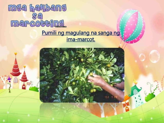Marcotting | PPTX