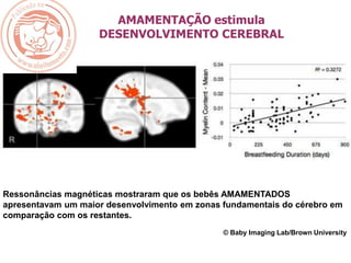 Ressonâncias magnéticas mostraram que os bebês AMAMENTADOS
apresentavam um maior desenvolvimento em zonas fundamentais do cérebro em
comparação com os restantes.
© Baby Imaging Lab/Brown University
AMAMENTAÇÃO estimula
DESENVOLVIMENTO CEREBRAL
 