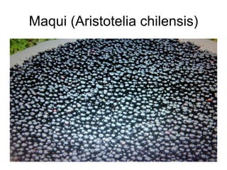 Maqui (Aristotelia chilensis) 