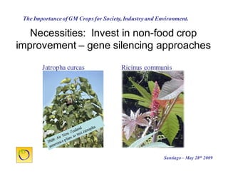 Cultivos Genéticamente Modificados