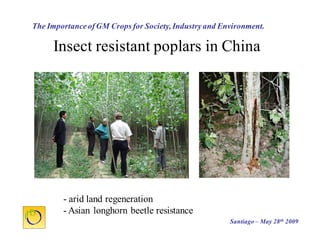 Cultivos Genéticamente Modificados