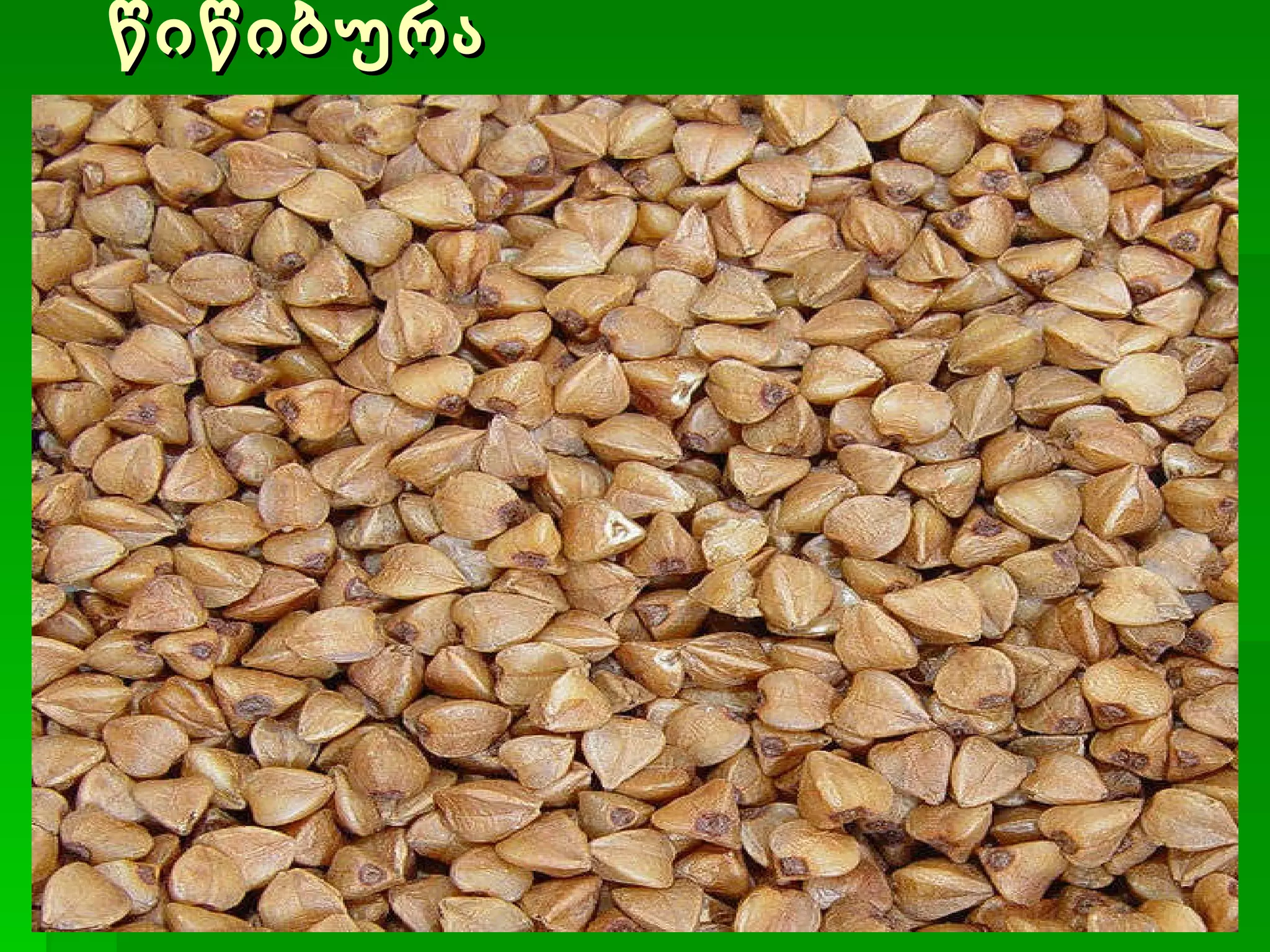 წიწიბურა 