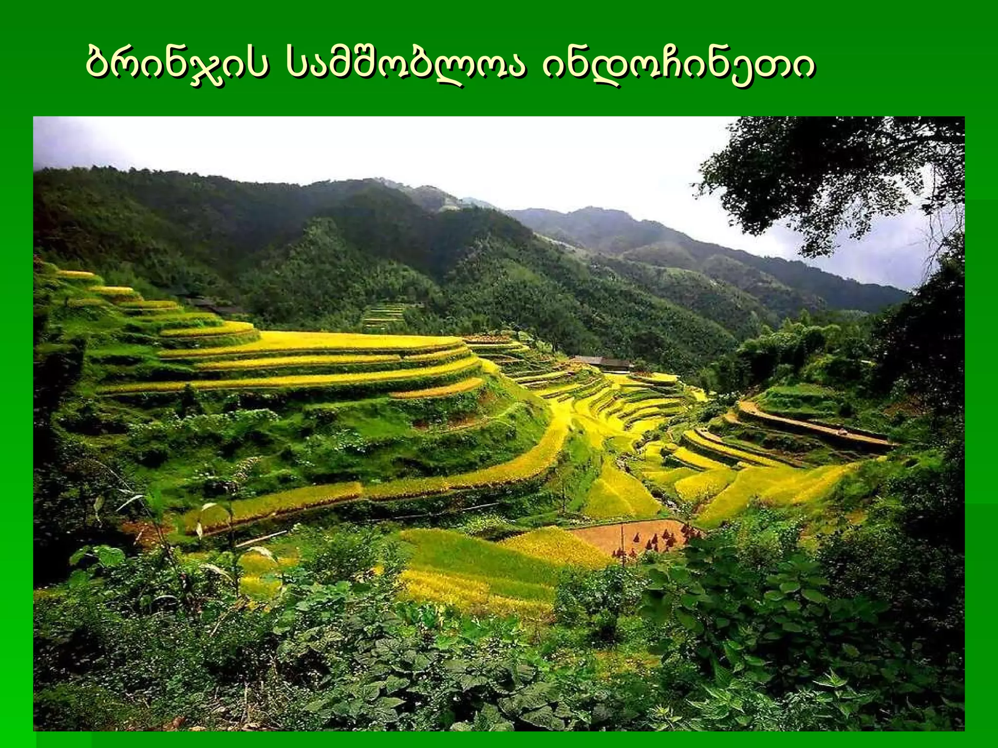 ბრინჯის სამშობლოა ინდოჩინეთი 