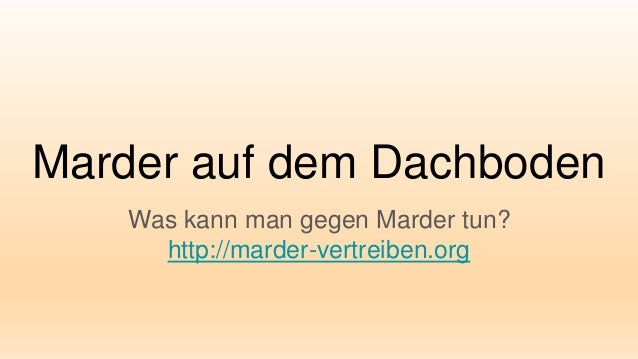 Was Kann Gegen Marder Tun 5063 marder auf dem dachboden Was Kann Gegen Marder Tun 5063 marder auf dem dachboden